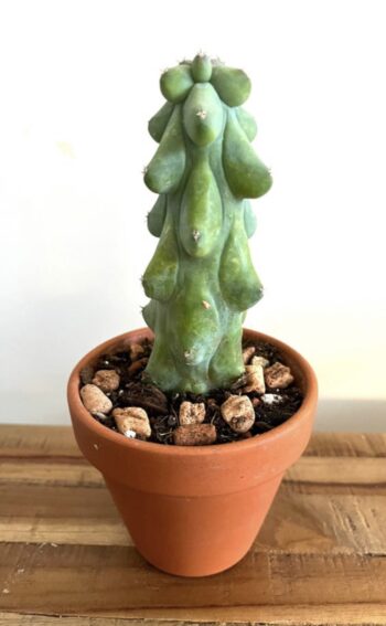 Boobie Cactus in cute terracotta pot